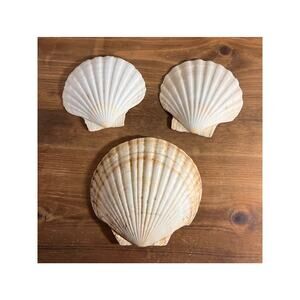 Lot of 3 Natural Large Scallop Shells, Seashells for Coastal Decor, Beach Crafts